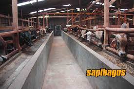 Atap kandang berbentuk kuncup dan salah satu/kedua sisinya miring. Tips Menjaga Kebersihan Kandang Sapi Sapibagus Com