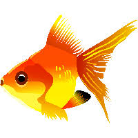 download fish free png photo images and clipart freepngimg download fish free png photo images and