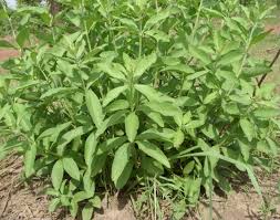Image result for Lippia woodii