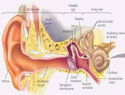 The semicircular canals which function as the body's balance organ but the cochlea which acts as the body's microphone, transforming sound waves from the outer ear into electric seems impulses that have been transferred to the brain by way of the auditory nerve. Ear Structure And Function Diagram Quizlet
