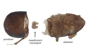 Image result for Xyris rubella