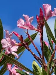 Image result for Nerium