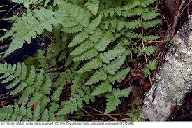 Image result for Dryopteris