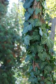 Image result for Hedera