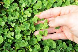 How To Plant A Clover Lawn In 2021 Clover Lawn Seeding Lawn Clover Seed