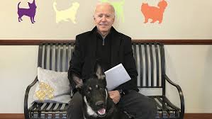 Today, the photo and the botched explanation. Major Biden Will Be The First Shelter Dog In The White House And That S Good News For All Animals In Need Of Forever Homes Marketwatch