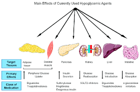 Dm Rx Moa Functional Food Healthcare System Insulin Resistance