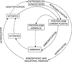 Briefly Describe The Nitrogen Cycle In The Environment Or