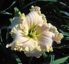 Hours may change under current circumstances Photo Of Daylily Hemerocallis First Twilight Uploaded By Geno Day Lilies Plants Daylilies