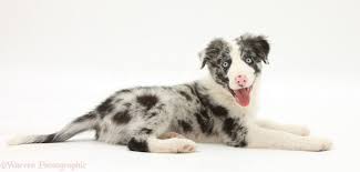 Explore our list of puppies and rescue dogs for sale near you. Dog Blue Merle Border Collie Puppy Photo Wp32465