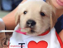 Golden Retriever Smile Tik Tok Gif Page 6 Line 17qq Com