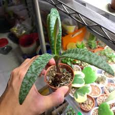 Find many great new & used options and get the best deals for • ledebouria socialis violacea — leopard lily live plant at the best online prices at ebay! Ready Stock Ledebouria Socialis Silver Squill Succulent Shopee Malaysia