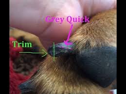 How To Find The Quick And Clip Nails How To Dremel Black Nails On A Large Dog 2010 Mod Youtube Dog Nails Dog Nail Clippers Trimming Dog Nails