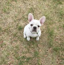 Fan page for frenchie enthusiasts who own, love, want, or admire frenchies. French Bulldog Puppies For Adoption Near Me The Y Guide