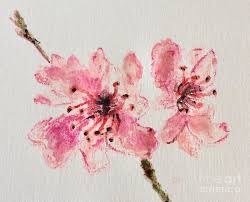 Download in under 30 seconds. Pink Cherry Blossoms Drawing By Becca Mi