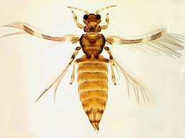 Thripidae | Oz Thrips