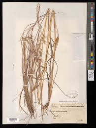 Image result for Hyparrhenia poecilotricha