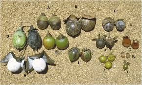 Image result for Ebenaceae