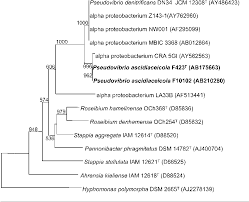 Do you feel any better? Figure 2 From Pseudovibrio Ascidiaceicola Sp Nov Isolated From Ascidians Sea Squirts Semantic Scholar