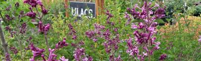 The first two or three years are crucial for survival and this is when most losses for best performance lilacs require exposure to full sun, although they do perform reasonably well in partial shade. Syringa Lilac At Portland Nursery And Garden Center