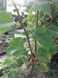 Berbeza dengan anak pokok batang kantan yang lebih tajam dan gelap. Tokey Ezigrow Setiu Posts Facebook