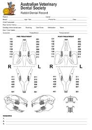 Dental malocclusion is the condition in which the upper and lower teeth fail to meet in the correct way when the mouth is closed. Rabbit Animal Teeth Chart Printable Pdf Download