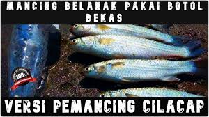 Ikan belanak merupakan salah satu ikan yang sensitif dan agak sulit untuk dijadikan sasaran memancing. Alat Pancing Ikan Belanak