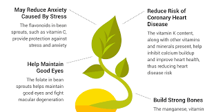 Top 5 Health Benefits Of Bean Sprouts 2 Is A Sight To