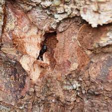 „befallene bäume müssen schnellstmöglich aus dem wald, sonst drohen. Borkenkaferbefall An Der Fichte Im Eigenen Garten Baumpflegeportal