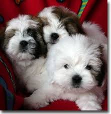 Black And White Havanese Puppy Names Oh The White One With The Black Ear I M In Love Cute Animals Baby Animals Coton De Tulear