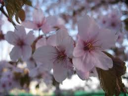 Tahukah anda, sakura hanya berkembang dalam masa yang singkat sahaja, dalam anggaran seminggu ke dua minggu sahaja di satu. My Interpretation Just Another Wordpress Com Weblog Page 10