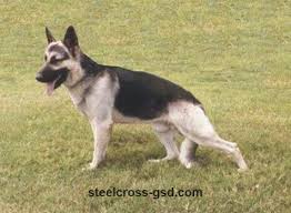 Black And Silver German Shepherd Puppies Steel Cross German Shepherd Dogs Silver German Shepherd German Shepherd Dogs German Shepherd