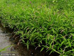 Image result for Hyparrhenia madaropoda