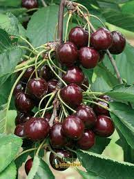 Terbiye ve budamaya fazla dikkat edilemeyecekse biraz daha geniş 6×7, 7×7 dikilebilir. Kiraz Fidani Napolyon 120 Cm Rootball Fidan Istanbul Internetten Fidan Ve Fide Siparisi Her Cesit Peyzaj Bitkileri