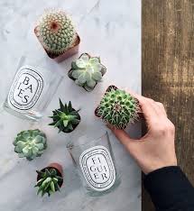 The microshow series is produced by the current with support from new belgium brewing. Upcycle Your Candles Mr Essentialist Candle Plant Cactus Flower Diptyque Candles Decor