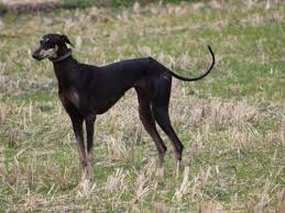 Dog Breeds That Are Native To India The Times Of India Our tamil nadu culture sippiparai dog hunting video. dog breeds that are native to india