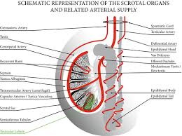 color doppler ultrasound and new imaging techniques in