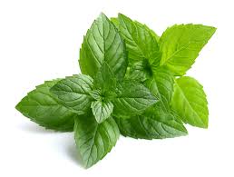 Последние твиты от peppermintos (@peppermintos). Peppermint Definition And Meaning Collins English Dictionary