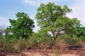 Image result for Isoberlinia doka