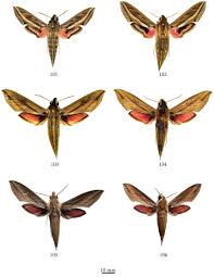 Image result for Hippotion celerio