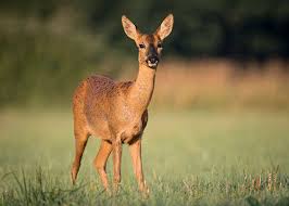 Image result for roe deer