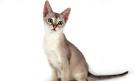 Singapura Breeders in Florida | Kittens for Sale