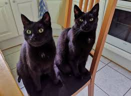 Auf einem teppich können sie beispielsweise ein paar steine auslegen, sodass die katze sich vorerst nicht niederlassen kann. Abhilfe Bei Unsauberkeit Von Katzen Wohnungskater De
