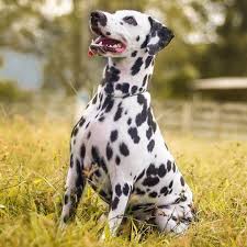 Valentina Spot One Princess Valentina Bella X Caua Balneario Camboriu Sc Alissonschneider Dalmata Dalmatasbrasil Dalslovers Amomeu