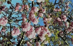 How To Plant And Manage Weeping Cherry Blossom Tree Justagric