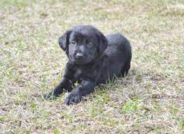 Serving nyc brooklyn, manhattan, queens, bronx, staten island, long island ny, nj, ct, ma, pa. English Black Lab Quotes Quotesgram