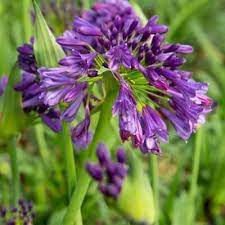 Perennial Perfection A Post On Perennials From Plantsbymail Com Perennials Flower Pot Design Perennial Herbs