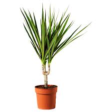 Mobilier Et Decoration Interieur Et Exterieur Plante Ikea Pot Plante Dracaena Marginata