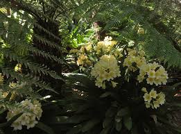 Image result for clivia