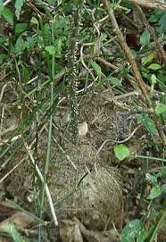 Image result for Dioscorea dregeana